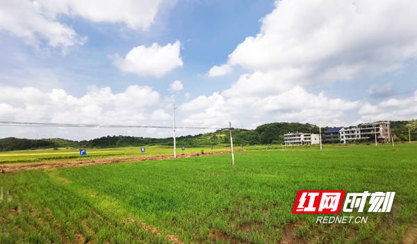 湖南耒阳:创建乡镇千亩粮食种植示范片 带动全市粮食生产_遥田镇