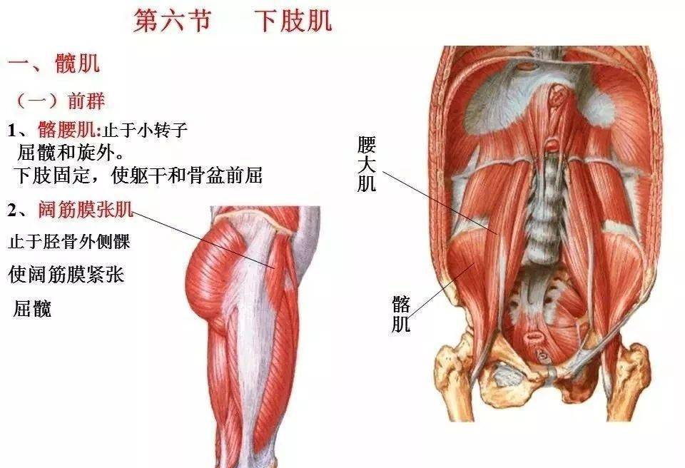 肌肉解剖图谱高清彩图