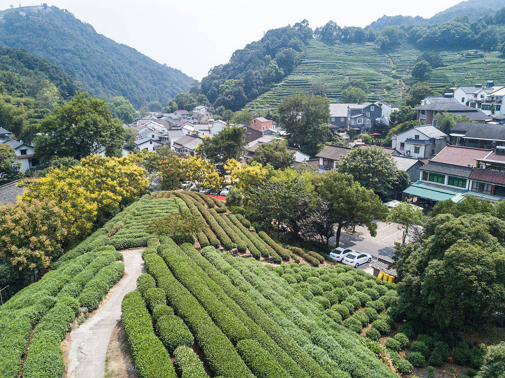 2020年8月25日,浙江省杭州市,航拍龙井茶原产地龙井村茶田,漫山遍野的