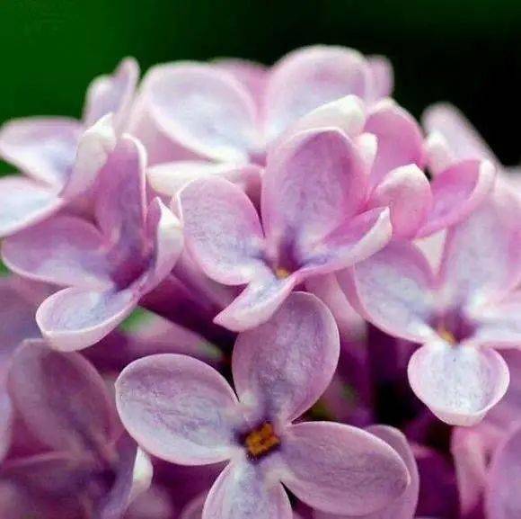 皮肤|白到发光的张雨绮性感冲出屏幕!这次成了“直女斩”