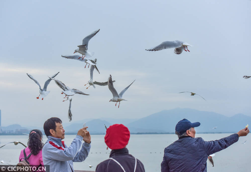 城市·变迁|深圳经济特区40年影像记忆（组图）