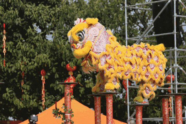 文化| 中国舞狮分南北派,你知道吗?