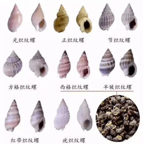 织纹螺俗称海丝螺,海蛳螺,麦螺或白螺,主要分布于浙江,福建,广东等