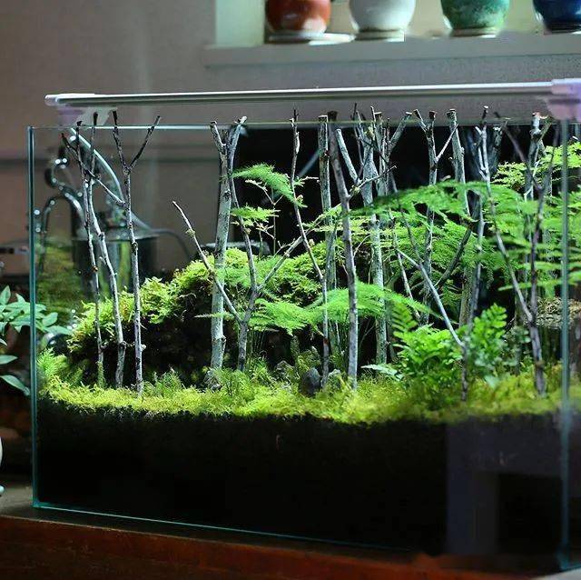 全球顶尖苔藓缸造景作品