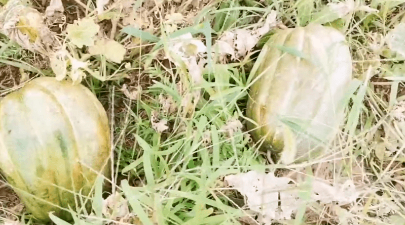 一个景猜成语_看图猜成语(3)