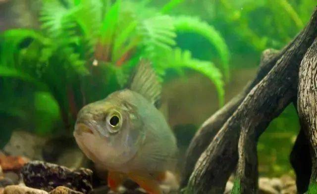 新手|灵活掌握后，就算新手渔获也会有大不同钓鱼其实就这2个技巧