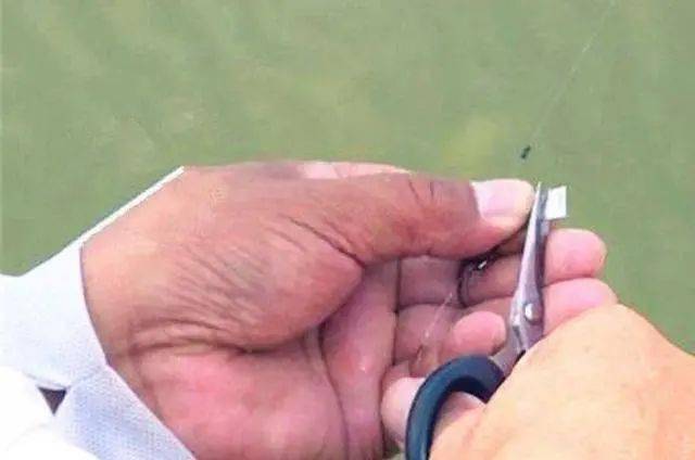 饵料|据说这鲤鱼钓法又火了八月一到