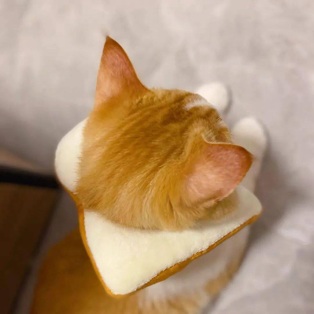 怎么抓小猫舒服 447cb61b920b4f8cb922b16651224dba.jpeg