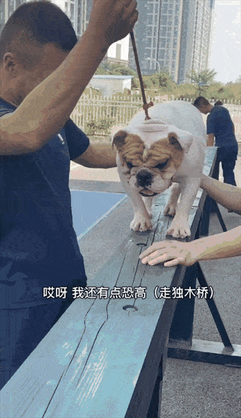 被救的宠物犬20余条 其中消防员孙福胜 用垃圾桶装着的那只  最重狗子