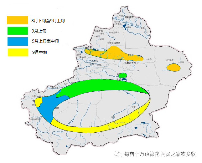 2020年棉花吐絮期北疆大部棉区较常年偏早10～13天,南疆大部棉区较