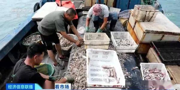 上市|开捕！384艘渔船开工！这里的鱼虾一上市就被抢购一空！价格却涨了三成，因为…