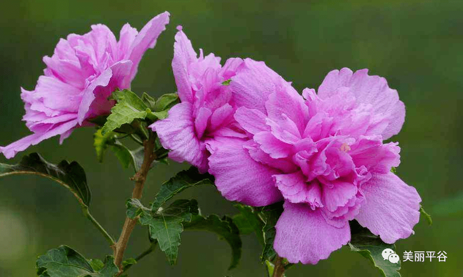 花树落花猜成语_落花图片唯美(2)