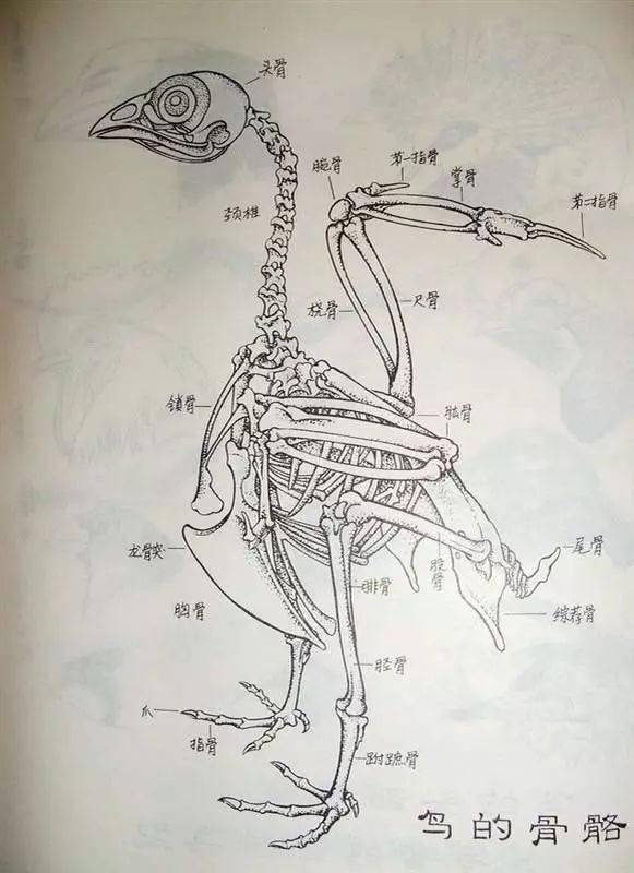 中国画工笔鸟类基本结构画法分析