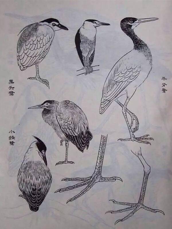 中国画工笔鸟类基本结构画法分析