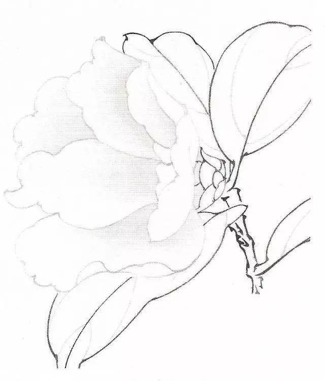 【国画教程】工笔画茶花画法及茶花白描画谱