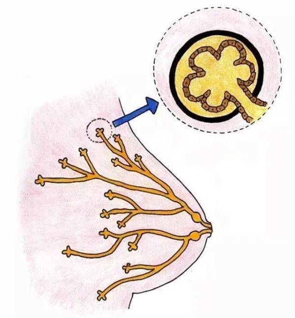 乳头溢液是正常的吗?