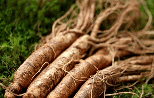 花旗参和西洋参区别在哪 3f788a161492424db5ddb6ad58c2cb3e.png