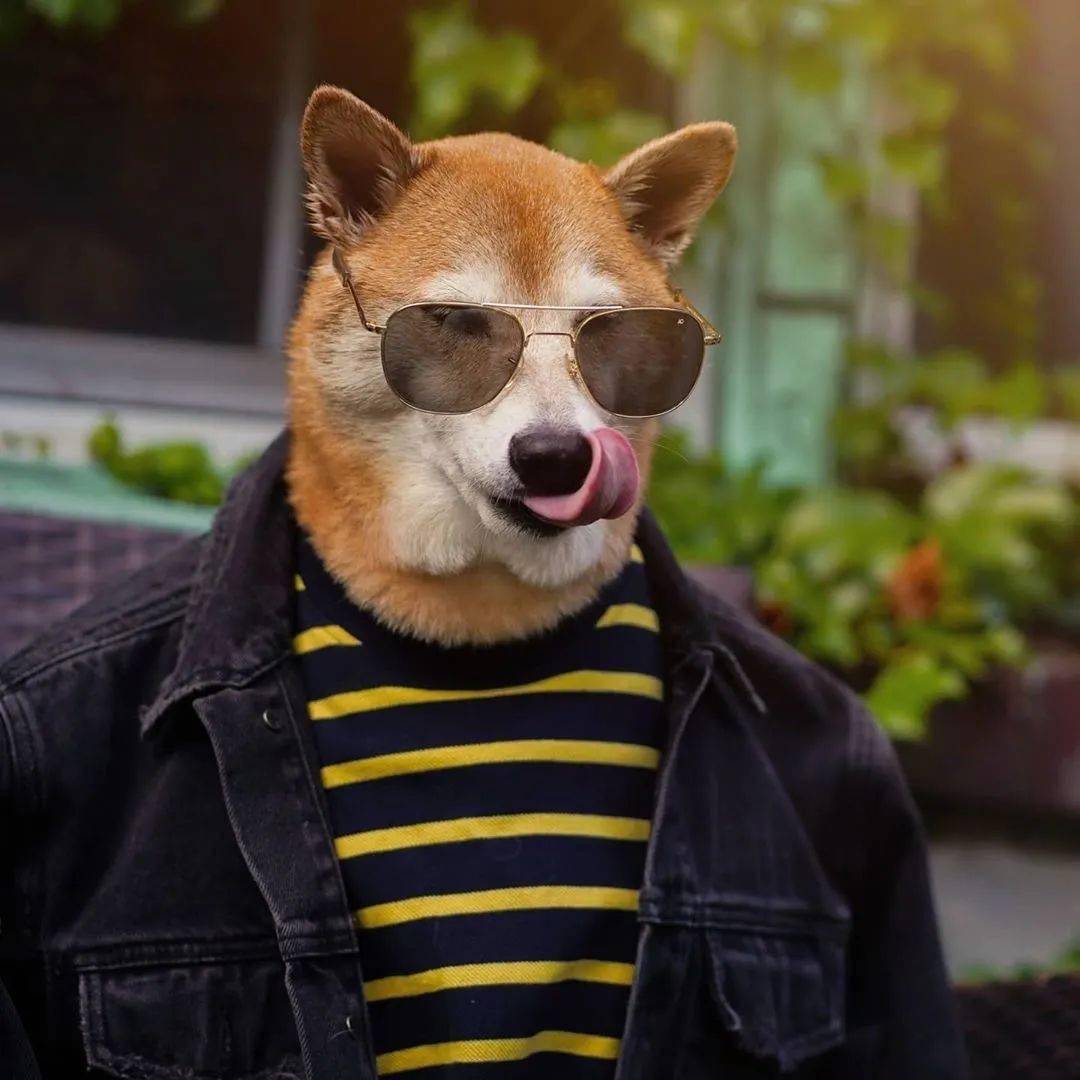 时尚|家住纽约、年仅四岁、年入百万？！？柴犬Bodhi实乃狗中富贵花