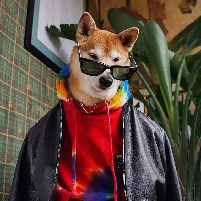 时尚|家住纽约、年仅四岁、年入百万？！？柴犬Bodhi实乃狗中富贵花