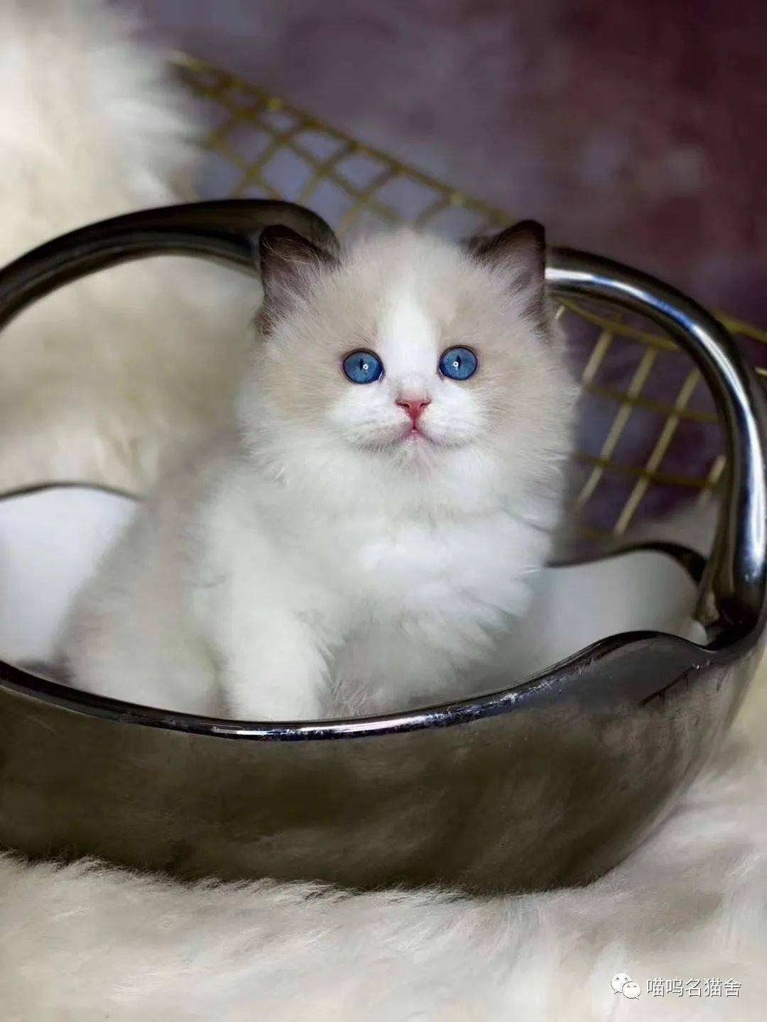 741dac6d3611436abdae819a513c1b72.jpeg
