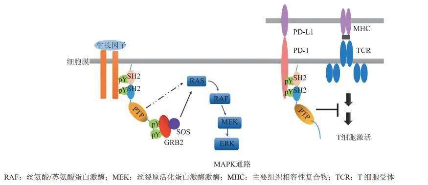 图丨 shp2 介导的信号通路(来源:progress in pharmaceutical