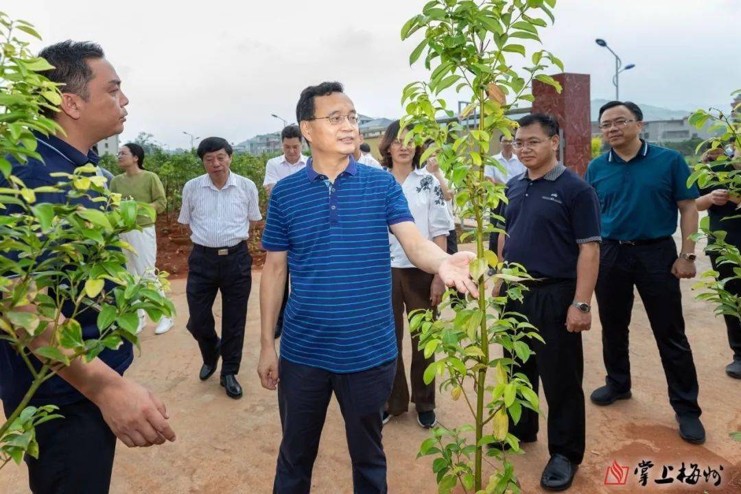 张爱军在平远县石正镇中东村梅片树育苗基地调研并听取乡村振兴,企业