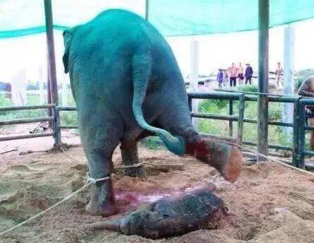 动物园里一大象,踩死了刚出生的象仔,人们诧异专家道出了真相