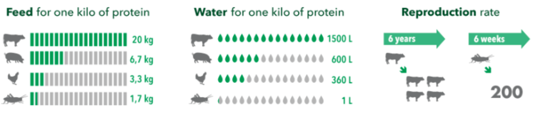 昆虫|去掉头嘎嘣脆的昆虫，会成为下一个“植物肉”吗？