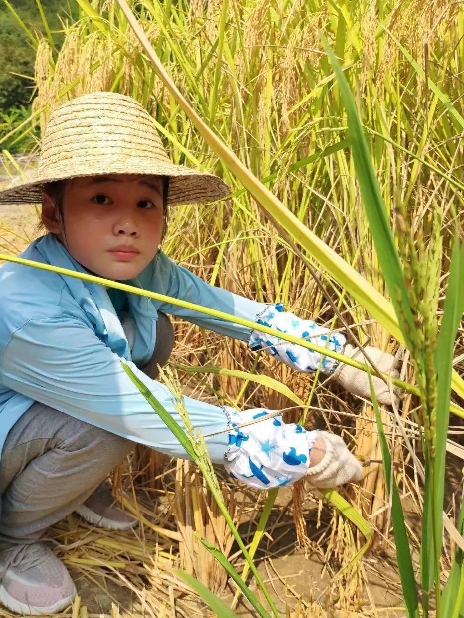 国庆活动七:收稻谷,扎稻草人,挖地瓜,舞龙庆丰收.