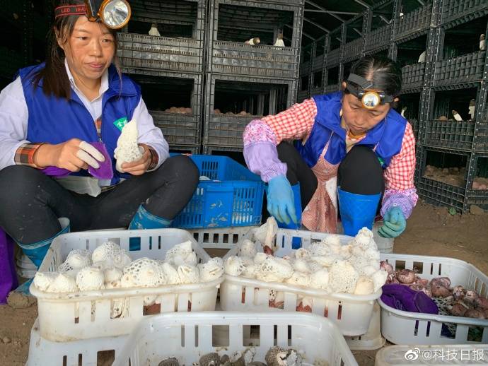 科技菌|一批批“科技菌”从大山里直供粤港澳大湾区