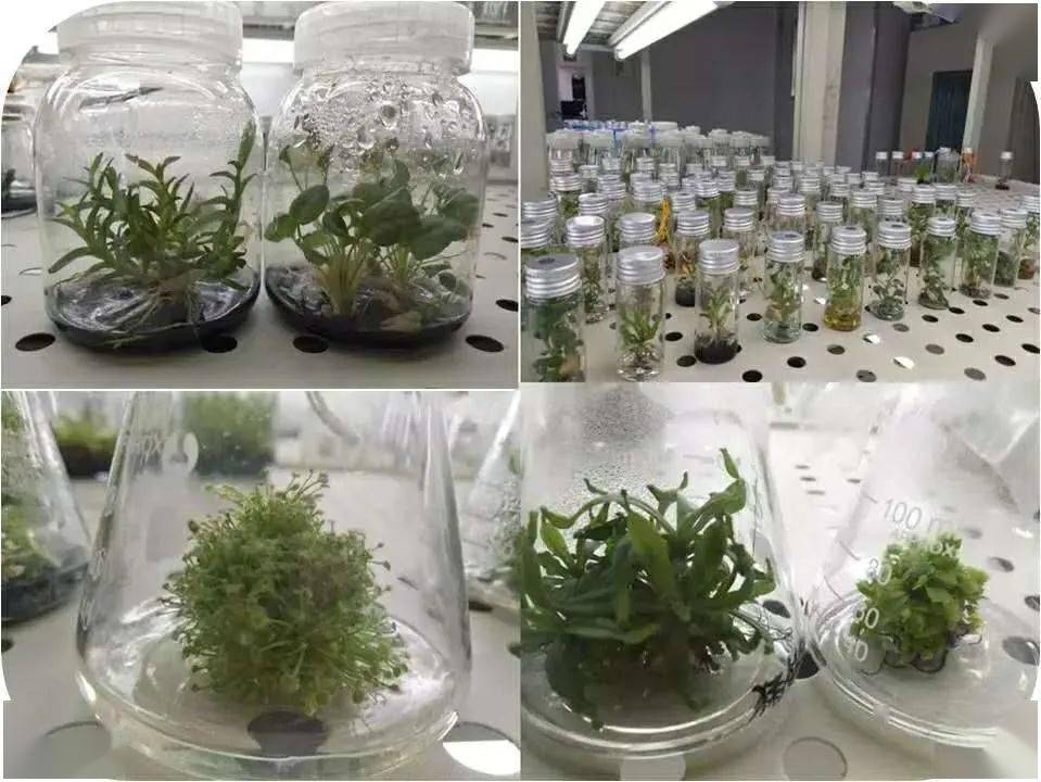 试管植物生长时间长,培养基的精心制作,植物的精心培育