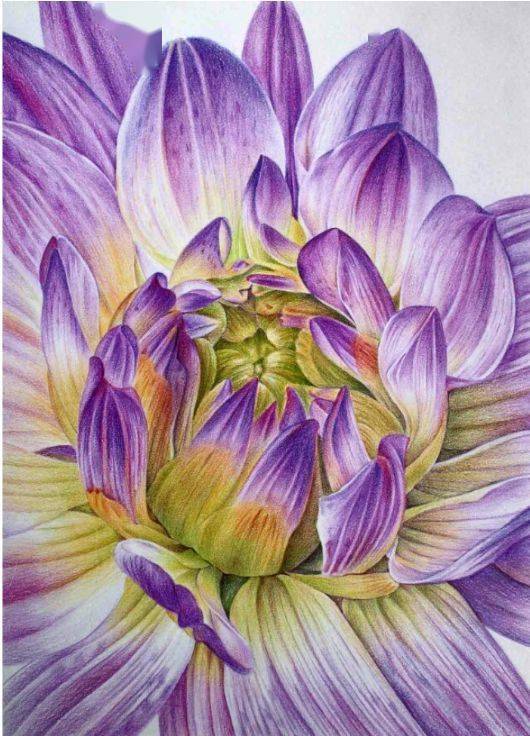 手绘彩铅一波唯美的手绘花卉彩铅画