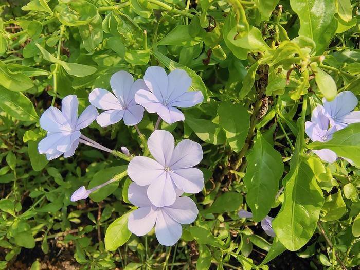 测评盘点|iQOO 5 Pro评测：手机里的赛车，出道直达巅峰！