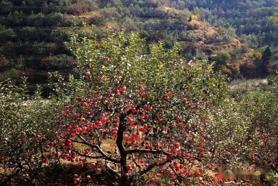 河北省内丘县岗底村用科技把荒山变成金山银山山沟沟的苹果成了抢手货