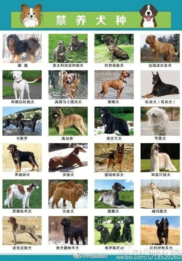 中华|大连回应中华田园犬为何属禁养犬