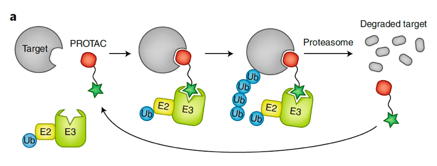 protac 技术通过利用人体自身的泛素-蛋白酶体系统,具体可参照公众号