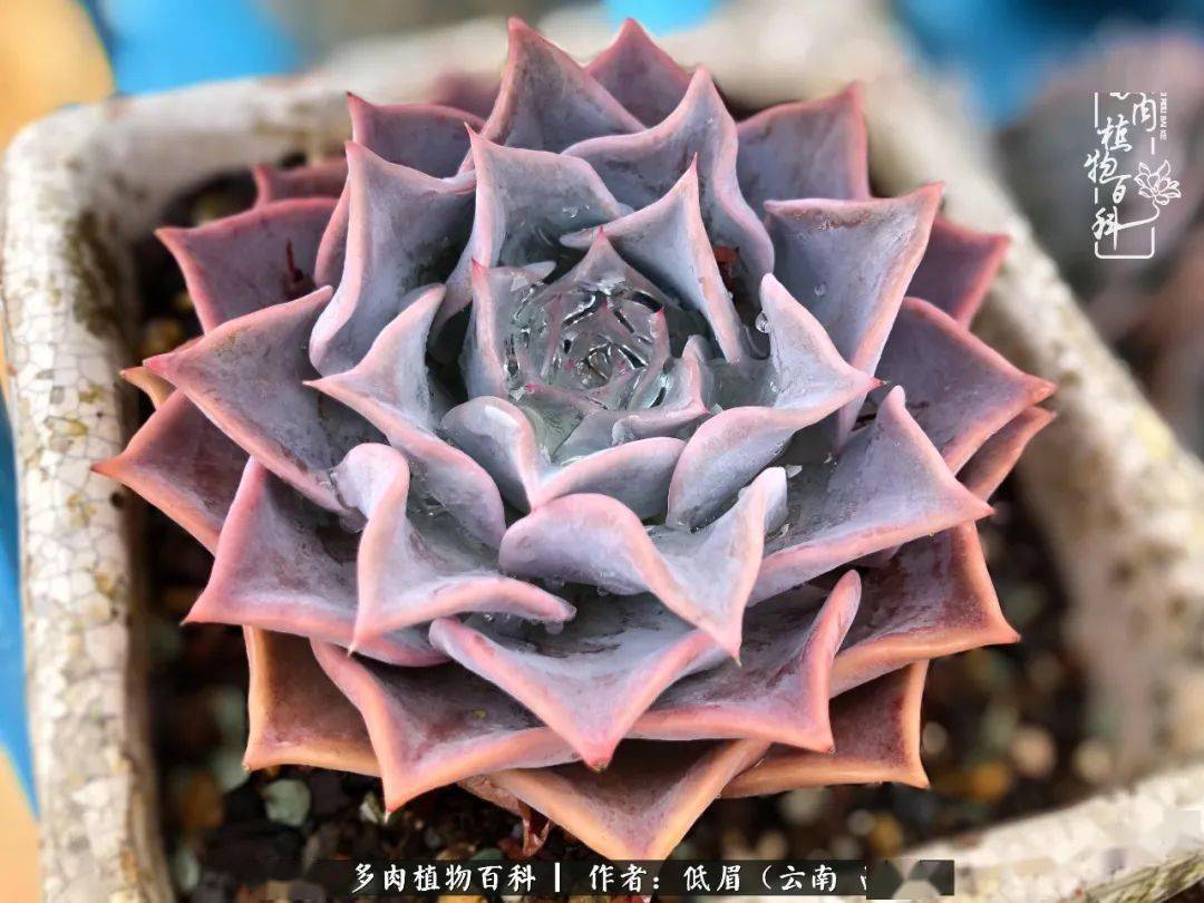 上篇推文,我确实把露西娜和露娜莲弄混了,谢谢留言的小伙伴们,低眉这