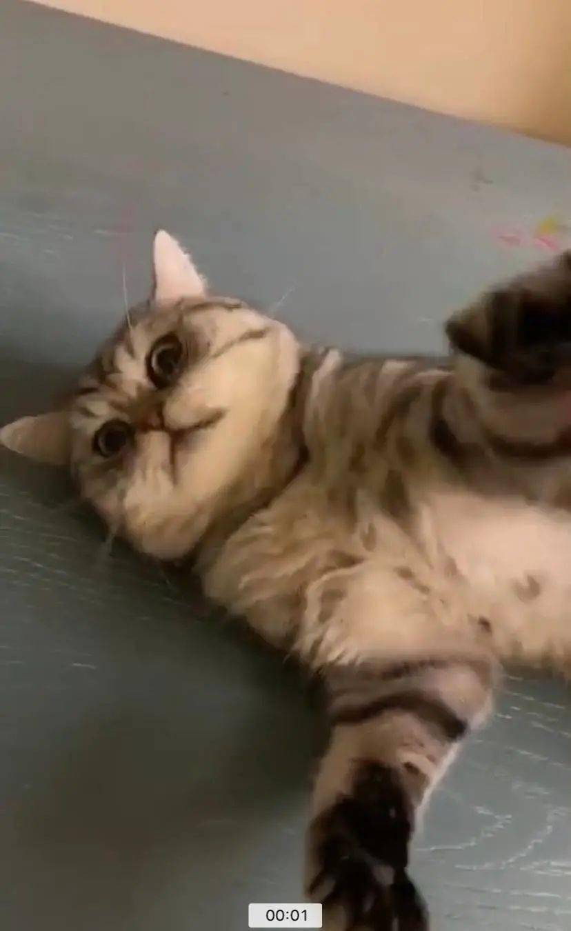 小猫咪视频可爱 小孩子 f7056b9a47864a24b2036ce4bd7c10d9.jpeg