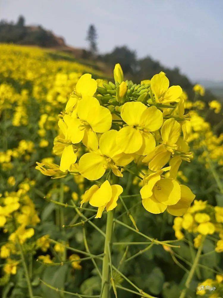 骑行观赏白云油菜花_叶子越