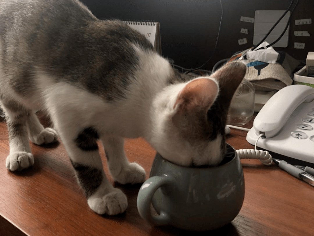 周末了,能和本可爱小猫咪唠个嗑么?