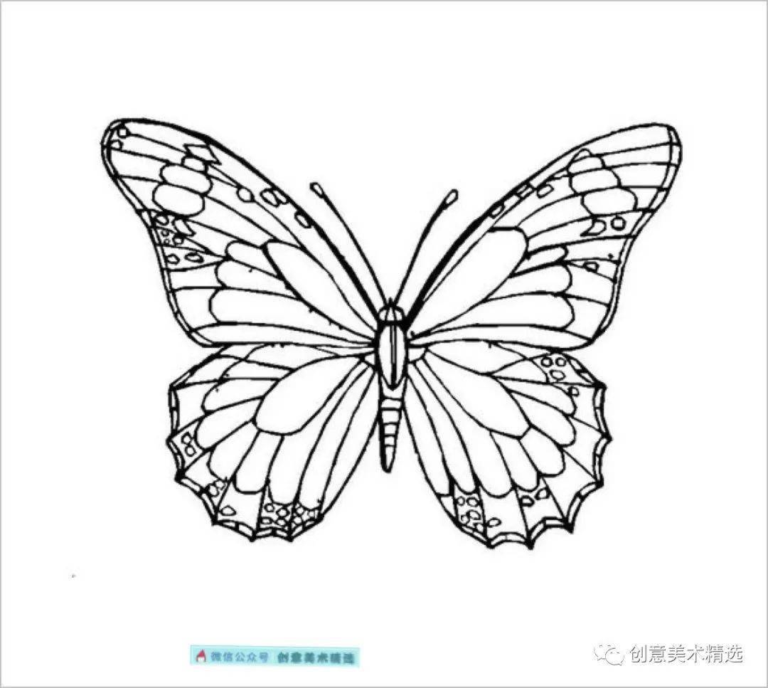 常见的蝴蝶翅膀左右结构是对称的,而且翅膀上的图纹与颜色也是左右