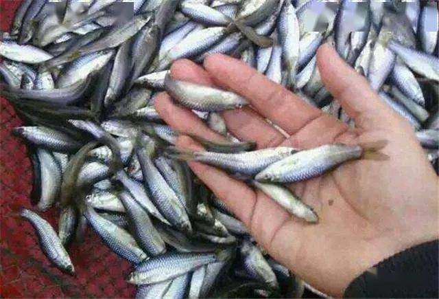 农村|不但不花钱而且对这些鱼特别有吸引力!钓鱼饵料越简单越好