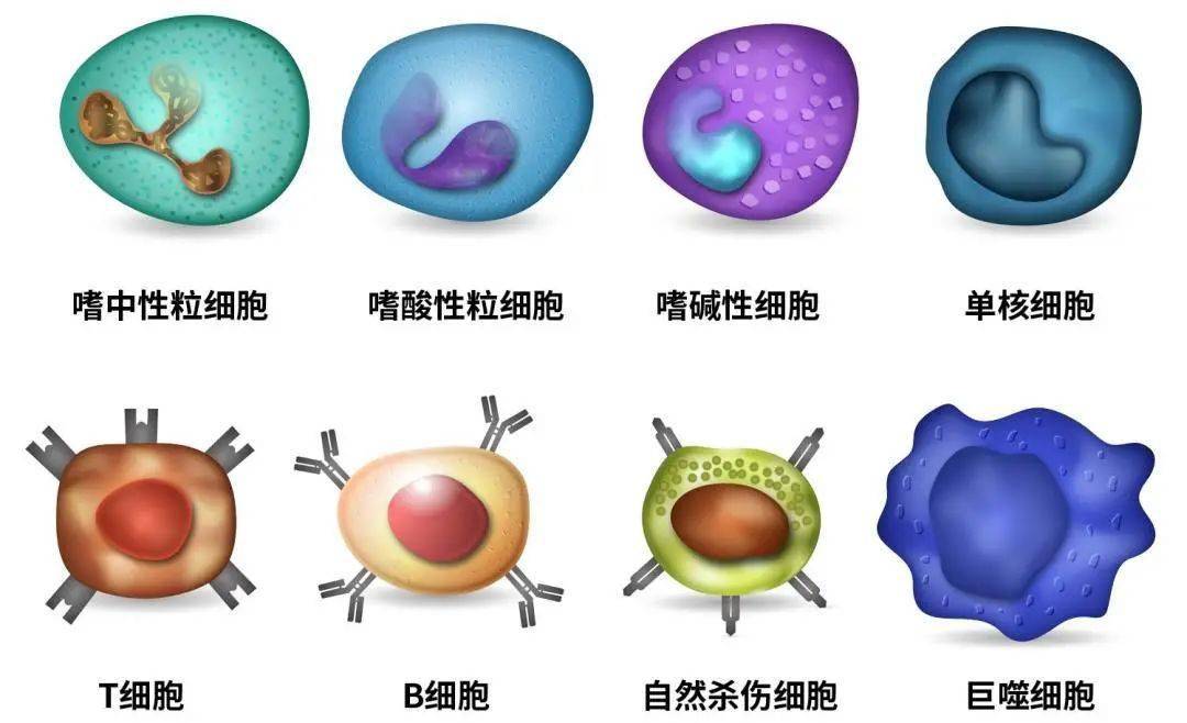 人体中主要免疫细胞形态