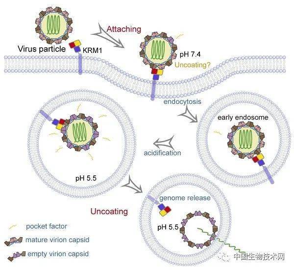 水灵子的原理是什么_水灵子舞蹈(2)