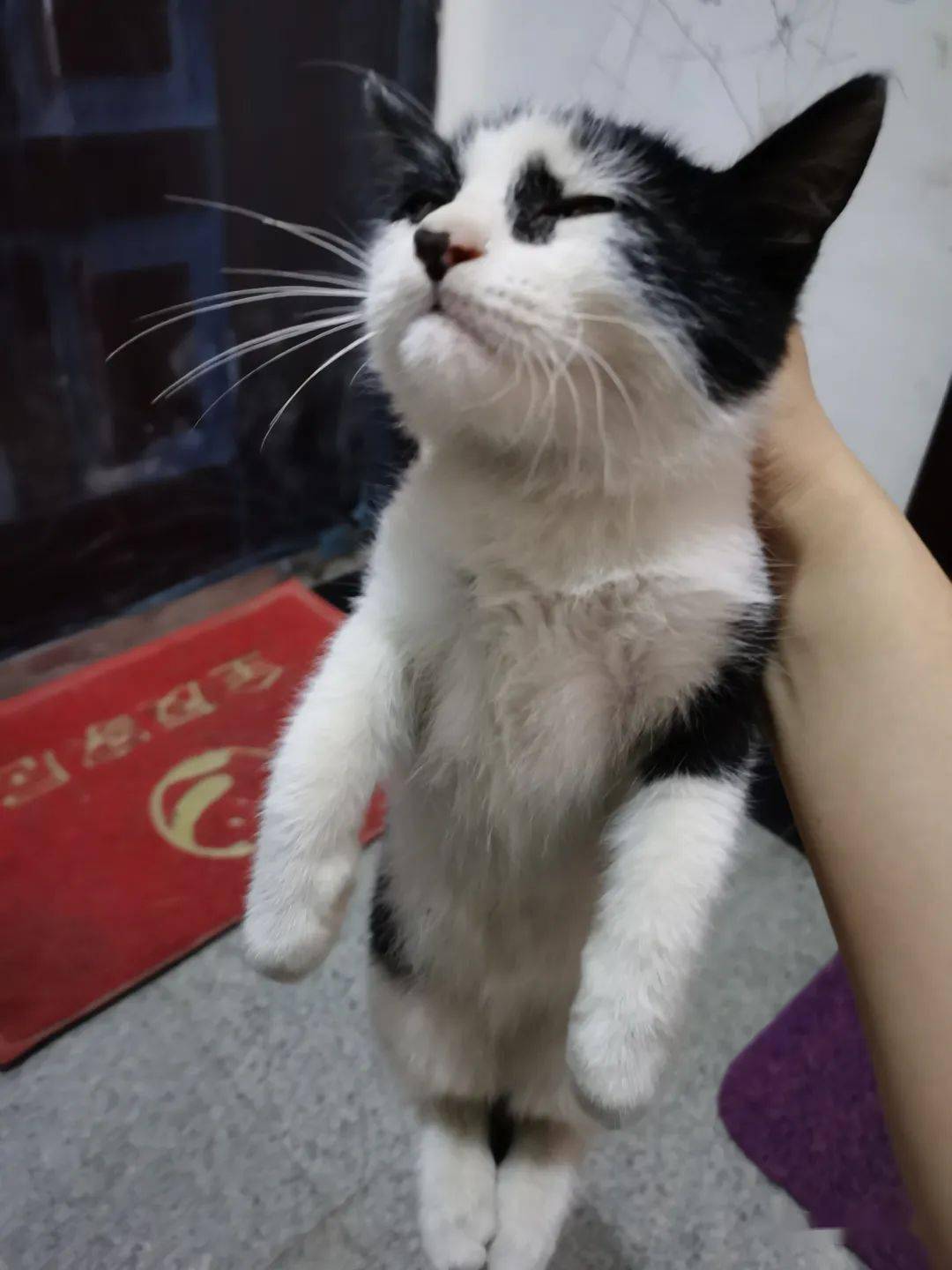 猫咪怎么才能不怕人 05767c4400b6497c9a7a97809f0f96a8.jpeg