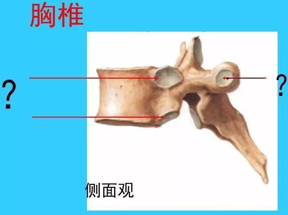 很实用脊椎解剖图解