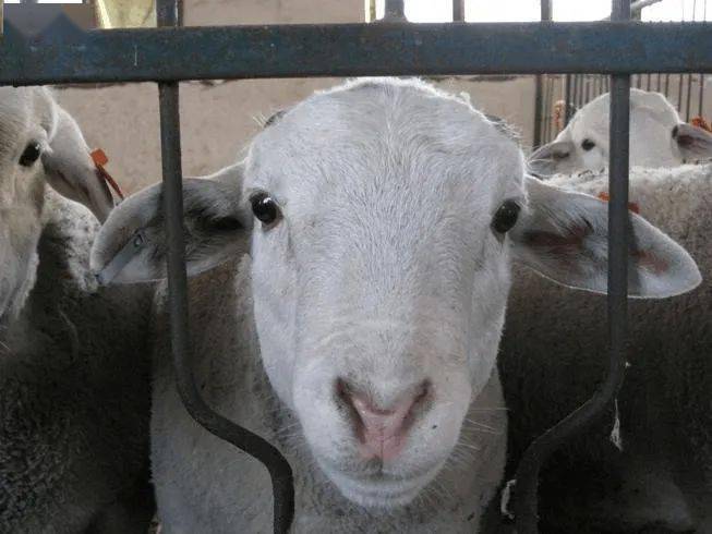 纯种杜泊绵羊头型特征:长而刚建的头型,两只大眼睛相距大而且被保护