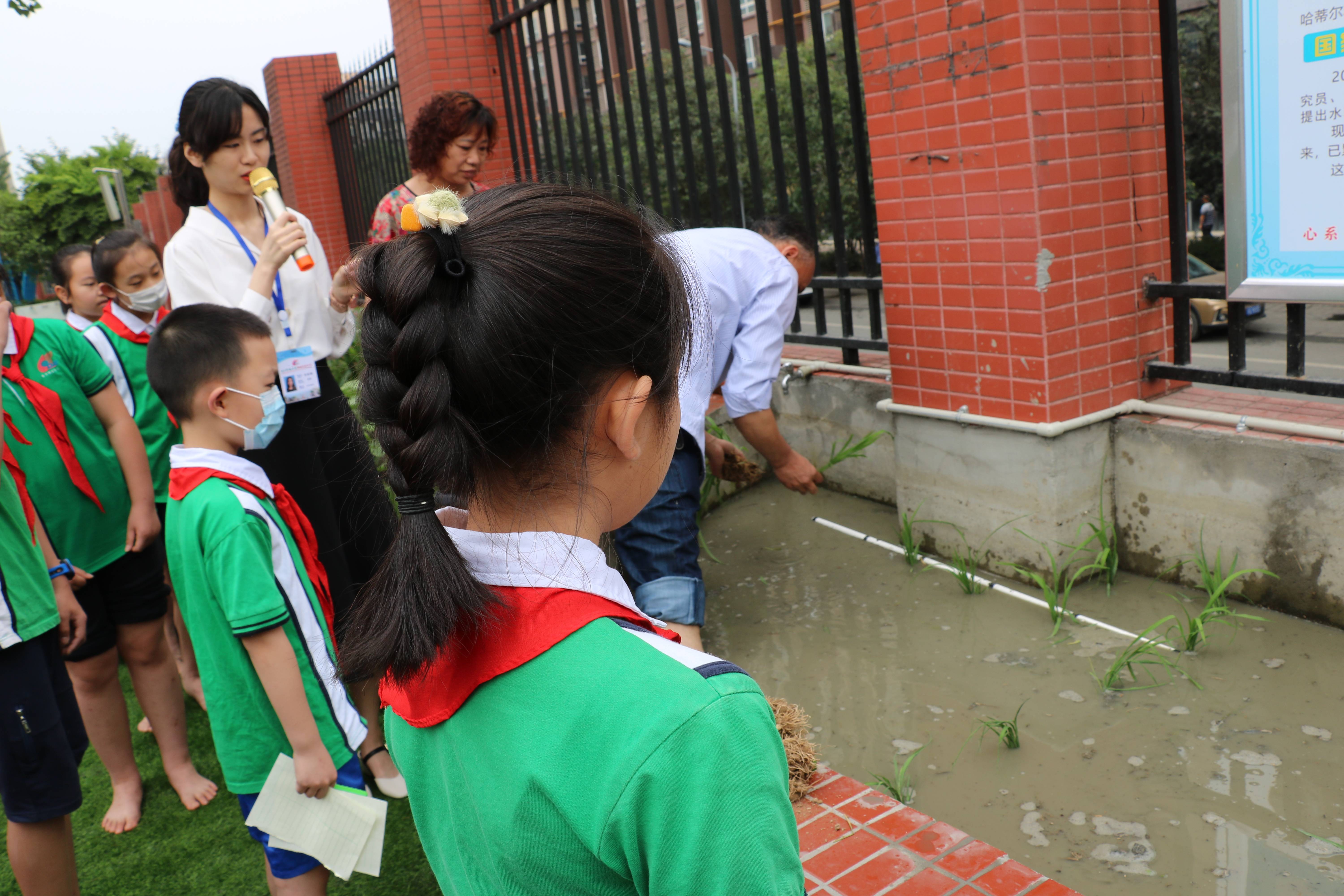 水稻|电子科大附小学生开学收获亲手种的水稻，称重后可带回家食用