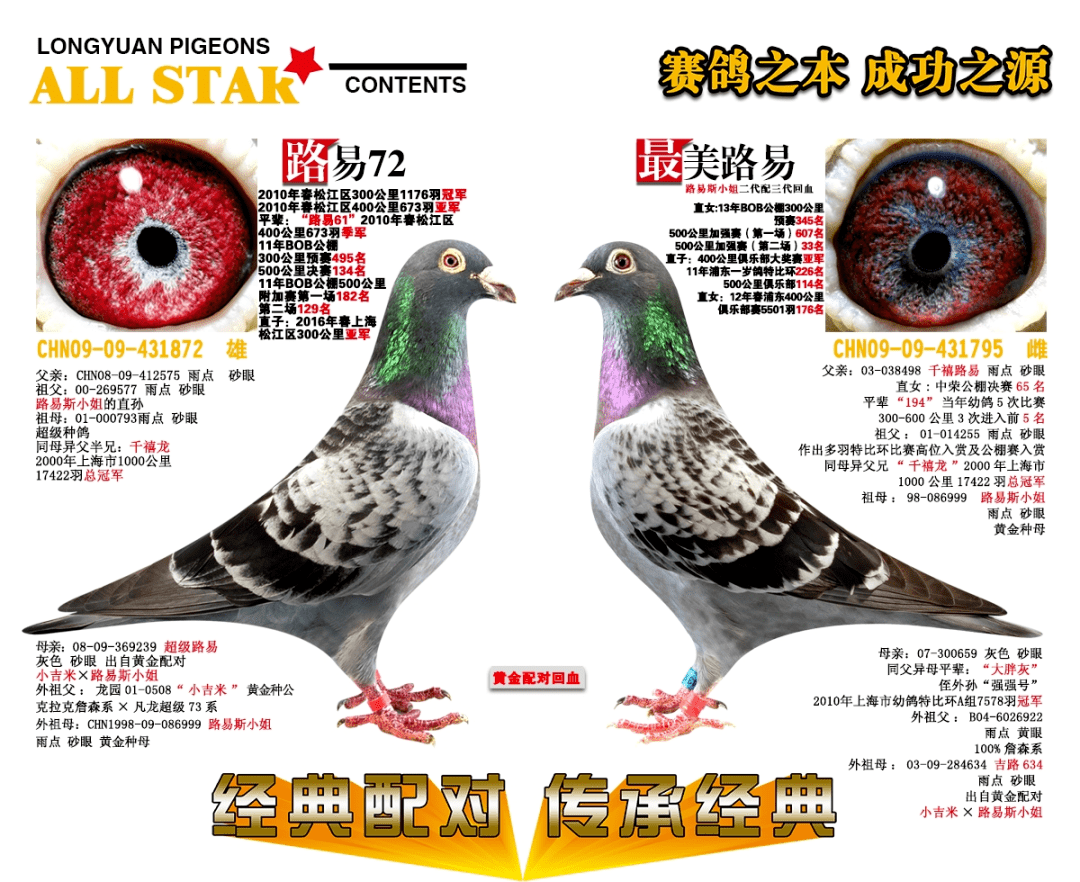 上海龙园鸽业6羽优秀种鸽欣赏拍卖黄金配对回血克拉克詹森超级73利奥