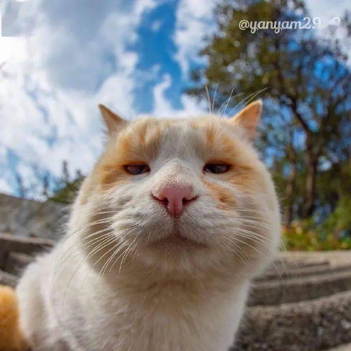 推主热衷于近距离拍摄猫拍了这些猫的大头照感觉好憨